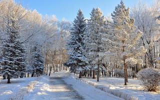 Обои снег, дорога, лес, небо, зима, мороз, деревья