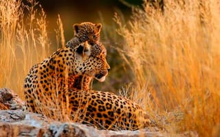 Картинка гепард, мать и детёныш, саванна
