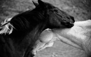 Картинка лошадь, любовь, конь, чёрно-белое
