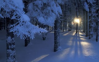 Обои Зима, лес, солнце, деревья, снег, свет, сияние, ветки
