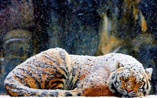 Обои тигр, снег, зима