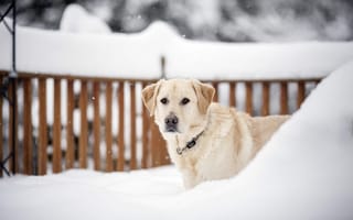 Картинка собака, взгляд, зима