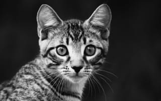 Картинка взгляд, черно-белый, полосатый, котенок, портрет