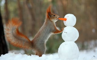 Картинка белка, зима, снеговик, морковка