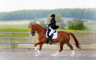 Картинка конный спорт, horse, наездница