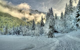 Картинка туман, зима, деревья, природа, облака, лес, снег, тропа
