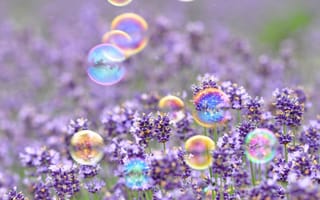 Картинка цветы, цветочки, настроения, мыльные пузыри