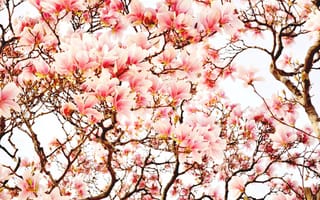 Картинка магнолия, цветы, весна, деревья