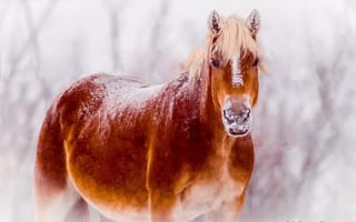 Обои снег, природа, конь