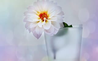 Картинка цветок, ваза, блики, георгин, белый