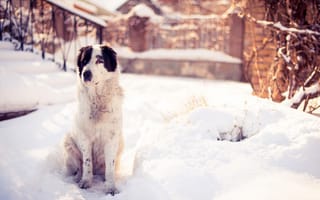 Обои природа, двор, зима, собака, снег