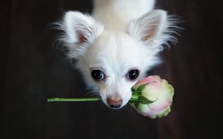 Картинка собака, друг, взгляд, цветок