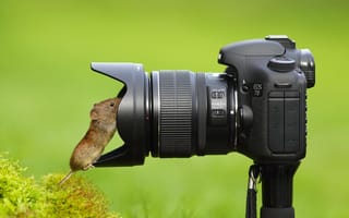 Картинка мышка, фотоаппарат, любопытство, объектив