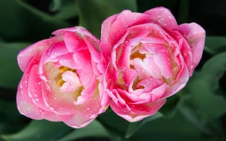 Обои тюльпаны, весна