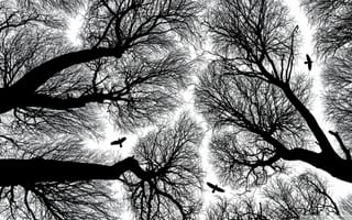 Картинка вороны, одиночество, деревья, черно белые