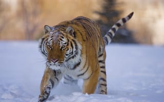 Картинка тигр, зима