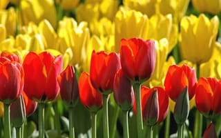 Картинка тюльпаны, красный, желтый