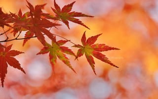 Картинка листья, осень