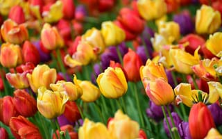 Картинка тюльпаны, разноцветные, бутоны