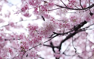 Картинка весна, дерево, вишня, сакура