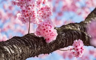 Картинка весна, дерево, вишня, сакура