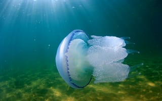 Обои океан, медуза