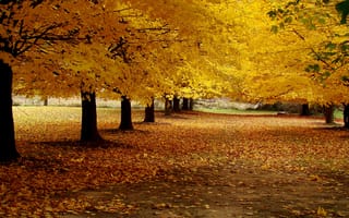 Картинка аллея, дорога, деревья, осень, желтые, парк, листья