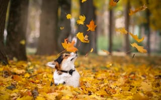 Картинка собака, осень, листья