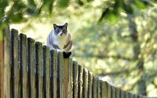 Картинка забор, кот