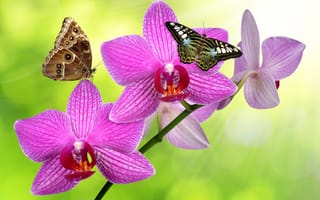 Картинка орхидеи, зелень, бабачки, стебель, цветки, блики