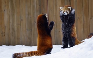 Картинка снег, руки вверх, забор, два животных, красная панда