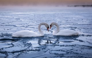 Картинка лёд, лебеди