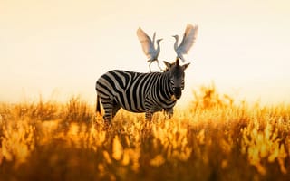 Картинка зебра, египетская цапля, природа