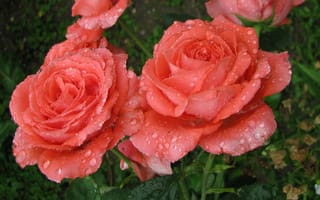 Обои лето, после дождя, розы, июнь
