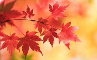 Картинка листья, клён, японский клён, осень, ветка