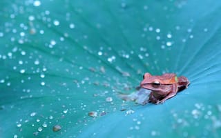 Картинка лягушка, лист