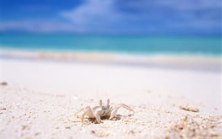 Обои краб, песок, пляж