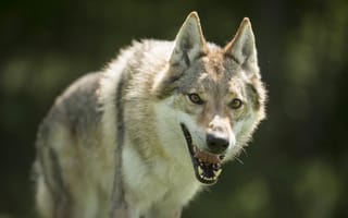 Картинка волк, взгляд
