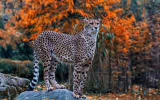 Картинка гепард, осень