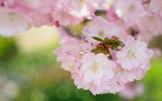 Картинка весна, дерево, сакура, цветение