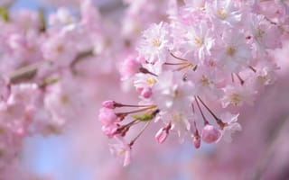 Картинка весна, дерево, цветение, сакура