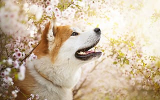 Картинка весна, цветы, собака