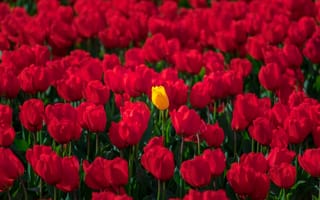 Картинка тюльпаны, много, красные тюльпаны, жёлтый тюльпан