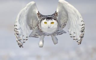 Картинка зима, взлет, полярная сова, сова, снег, белая сова, полет