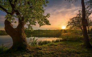 Картинка закат, дерево