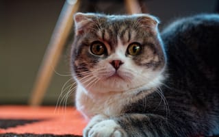 Картинка мордочка, кошка, взгляд