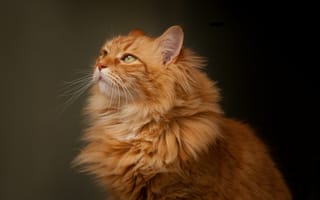 Картинка портрет, рыжий кот, взгляд, кошка