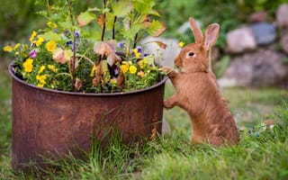 Обои цветы, трава, кролик, рыжий