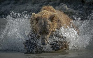 Картинка брызги, вода, медведь