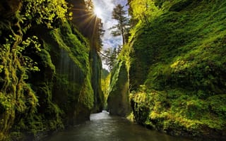 Картинка лес, grass, горы, каньон, trees, leaves, fence, forest, moss, sunrise, wide, река, park, sun rays, landscapes, dark, nature, green, woods, mounts, field, canyon, oregon, shrubs, river, lake, summer, see, fallen, path, trail